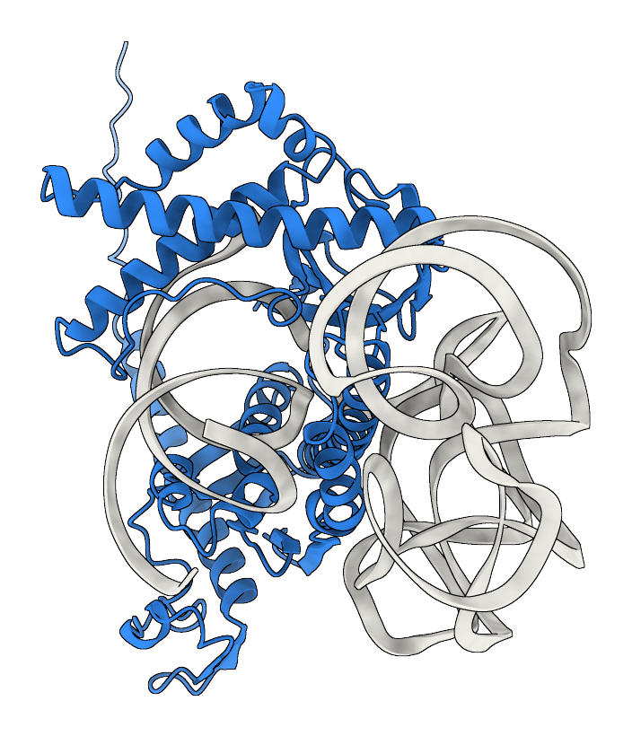 Predicted structure of ACE with its guide RNA and target DNA